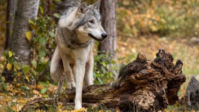 Ist der Wolf eine Gefahr für den Menschen? Minister Meyer sagt: Nein
