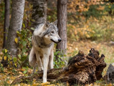 Angebliche Wolfssichtung in Hannover