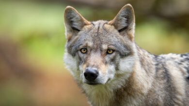 Wolfsentnahme: Umweltministerium setzt Schnellverfahren nun doch vorerst aus
