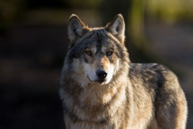 Neues Jagdgesetz beschlossen – jetzt auch mit Wolf