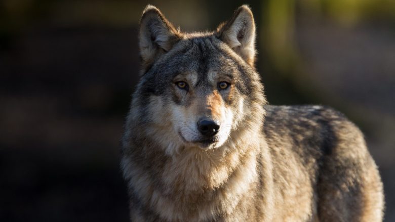 Ein Wolf im Wald