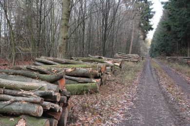 Nachfrage nach Brennholz lässt Preis steigen und hilft den Forstbetrieben