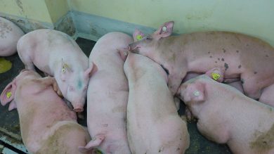 Genom-Untersuchung soll Ursache des Schweinepest-Ausbruchs im Emsland klären