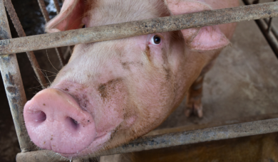 Niedersachsen plant den großen Ausstieg aus der Schweinehaltung